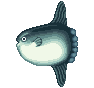 Lune de mer - Animal Crossing : Wild World (DS) [ACWW]